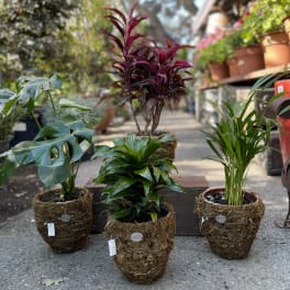 Three potted houseplants in moss-covered baskets outdoors