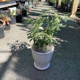 Potted green houseplant in a white ceramic planter
