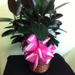 Potted rubber plant with a pink ribbon in a woven basket