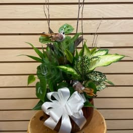 Tropical plant arrangement in a pot with a white bow and decorative bird picks
