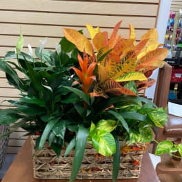 Basket of assorted green and orange tropical plants