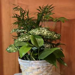 Potted green houseplant in a woven basket planter
