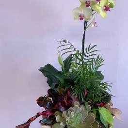 Potted orchid arrangement with mixed tropical plants and succulents