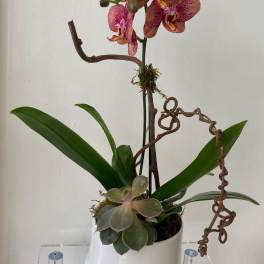 Potted orchid arrangement with pink speckled blooms and a succulent in a white vase