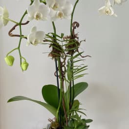 White orchid plant in a blue-and-white ceramic pot