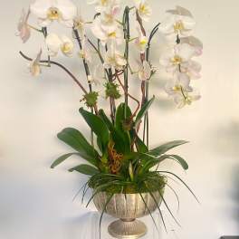 White orchids arranged in a gold pedestal bowl