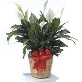 Potted peace lily plant with white blooms in a woven basket with a red bow