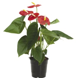Potted anthurium plant with red flowers and glossy green leaves