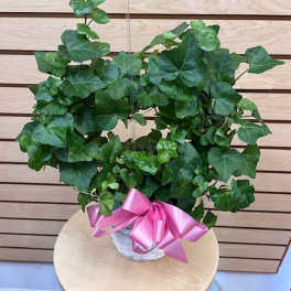 Ivy Plant in 6" Basket