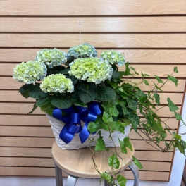 Double Basket with a green and hint of blue hydrangea