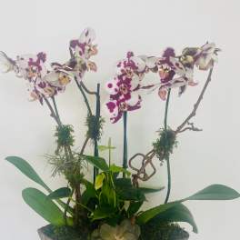Potted orchid arrangement with white and purple blooms in a shallow bowl