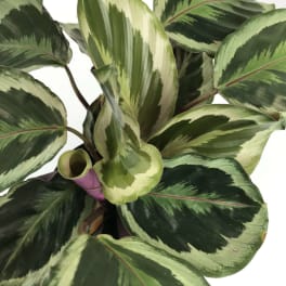 Variegated green houseplant with broad patterned leaves