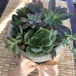 Succulent arrangement in a round concrete pot with a satin bow