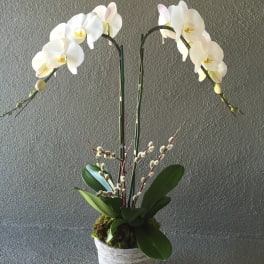 White orchid arrangement in a textured white pot