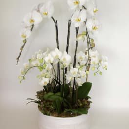 White orchid arrangement in a round white planter