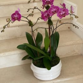 Potted purple phalaenopsis orchid with multiple blooming stems in a white round ceramic container