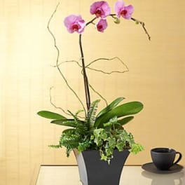 Potted orchid arrangement with pink blooms in a black planter