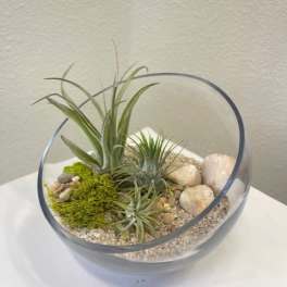 Air plants in a glass bowl with pebbles and moss