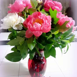 Pink and white peonies arranged in a red glass vase