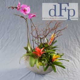 Phalaenopsis Orchid and Bromeliad planter