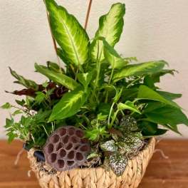 Basket planter with assorted green houseplants and a lotus seed pod