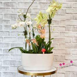 Orchid arrangement in a white rectangular planter with a small red mushroom accent