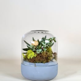Small succulent terrarium under a glass dome on a blue base