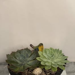 Succulent arrangement in a black bowl with a small bird figurine