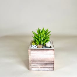 Small green succulent in a rustic wooden cube planter with decorative stones.