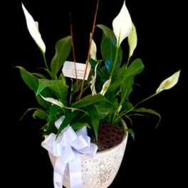 Potted peace lilies with white blooms and a white ribbon