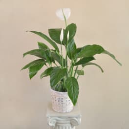 Potted peace lily with white blooms in a woven basket