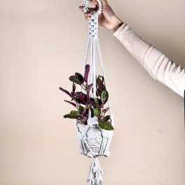 Hanging potted plant in a white macrame hanger