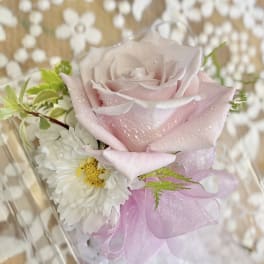 Pink rose with white daisy and ribbon in a clear wrap