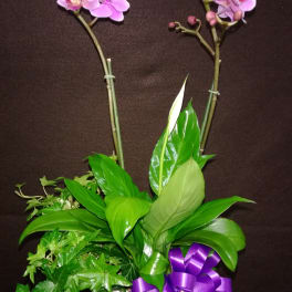 Pink orchid stems in a white pot with a purple ribbon