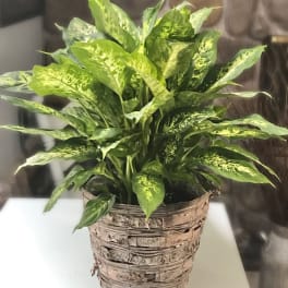 Potted green houseplant in a woven basket container