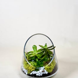 Succulent arrangement in a clear glass terrarium with moss and white stones