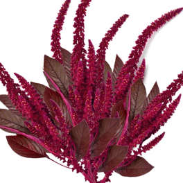 Magenta plume flowers with dark burgundy leaves on a white background