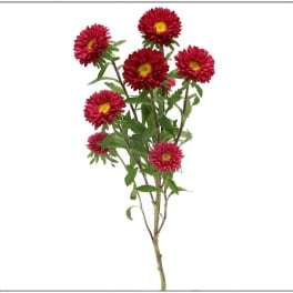 Single stem with red daisy-like blooms and yellow centers