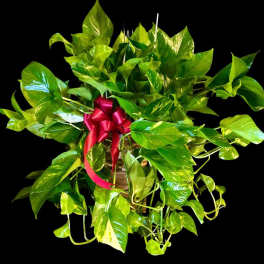 Potted pothos plant with a red ribbon bow