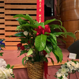 Large potted peace lily with red ribbon and memorial banner