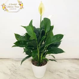 Peace Lily in Decorative Container - Plants from ABC Florist Long Beach CA