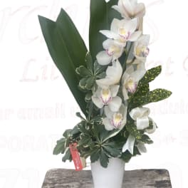 White orchids arranged in a white pot with broad green leaves
