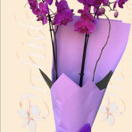 Purple orchid bouquet wrapped in lavender paper with a ribbon