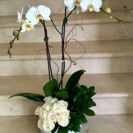 White phalaenopsis orchids with a cluster of ivory roses in a low white bowl