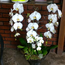 White orchids arranged in a black pot with green leaves