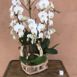 White orchids arranged in a rustic wooden container