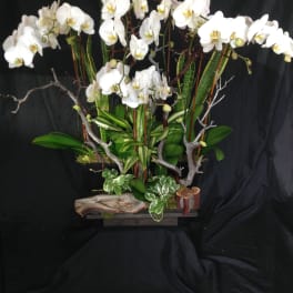 White orchids arranged in a decorative planter with branches and mixed foliage