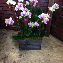 Pink and white orchids arranged in a rectangular planter