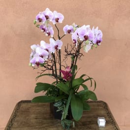 Potted orchid arrangement with pale lavender blooms and a small candle