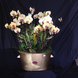Potted arrangement of pale orchids in a gold container